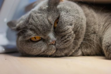 Gri kedi uyuyor. İngiliz kedisi kedi ağızlığı üretiyor. Büyük kedi gözleri. Tembel İngiliz kısa saç kedisi kanepede uyuyor..