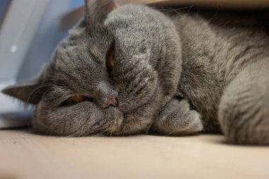 Gri kedi uyuyor. İngiliz kedisi kedi ağızlığı üretiyor. Büyük kedi gözleri. Tembel İngiliz kısa saç kedisi kanepede uyuyor..