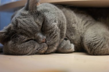 Gri kedi uyuyor. İngiliz kedisi kedi ağızlığı üretiyor. Büyük kedi gözleri. Tembel İngiliz kısa saç kedisi kanepede uyuyor..