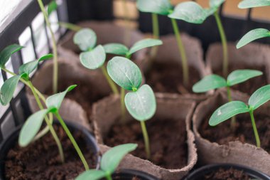 Genç yeşil filizleniyor. Çimenlerin ilk filizleri. Tohum. İlk yapraklar. Salatalık fideleri. yeşil uzun saplı. Evde, mutfakta plastik bardaklarda büyüyen tohumlar. Solanum lycopersicum