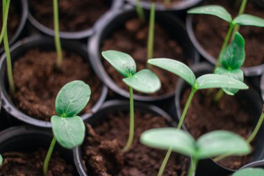 Genç yeşil filizleniyor. Çimenlerin ilk filizleri. Tohum. İlk yapraklar. Salatalık fideleri. yeşil uzun saplı. Evde, mutfakta plastik bardaklarda büyüyen tohumlar. Solanum lycopersicum