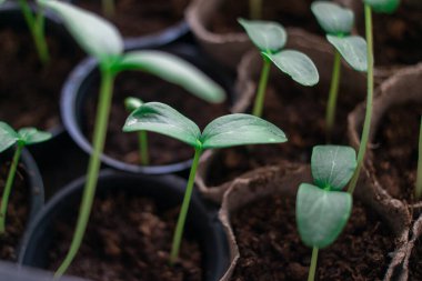 Genç yeşil filizleniyor. Çimenlerin ilk filizleri. Tohum. İlk yapraklar. Salatalık fideleri. yeşil uzun saplı. Evde, mutfakta plastik bardaklarda büyüyen tohumlar. Solanum lycopersicum