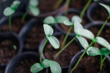 Genç yeşil filizleniyor. Çimenlerin ilk filizleri. Tohum. İlk yapraklar. Salatalık fideleri. yeşil uzun saplı. Evde, mutfakta plastik bardaklarda büyüyen tohumlar. Solanum lycopersicum