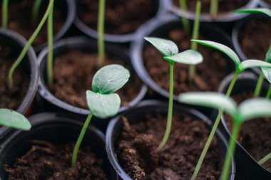 Genç yeşil filizleniyor. Çimenlerin ilk filizleri. Tohum. İlk yapraklar. Salatalık fideleri. yeşil uzun saplı. Evde, mutfakta plastik bardaklarda büyüyen tohumlar. Solanum lycopersicum
