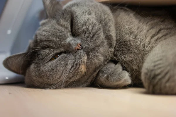 Gato Gris Está Durmiendo Británico Gato Crianza Gato Hocico Ojos —  Fotos de Stock