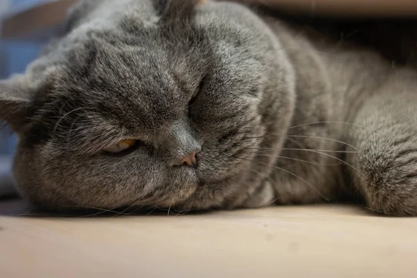 Gato Cinzento Está Dormindo Gato Britânico Raça Gato Focinho Olhos — Fotografia de Stock
