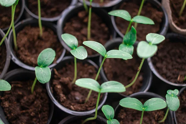 Genç yeşil filizleniyor. Çimenlerin ilk filizleri. Tohum. İlk yapraklar. Salatalık fideleri. yeşil uzun saplı. Evde, mutfakta plastik bardaklarda büyüyen tohumlar. Solanum lycopersicum