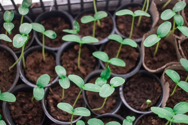 Brotes Verdes Jóvenes Los Primeros Brotes Hierba Plántulas Las Primeras — Foto de Stock