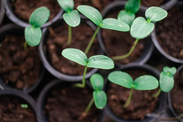 Brotes Verdes Jóvenes Los Primeros Brotes Hierba Plántulas Las Primeras — Foto de Stock