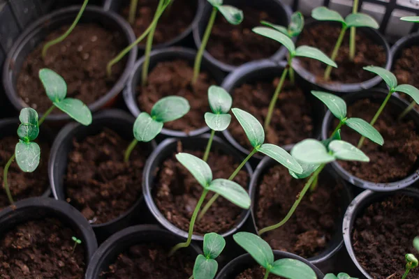 Jeunes Pousses Vertes Les Premiers Germes Herbe Semis Les Premières — Photo