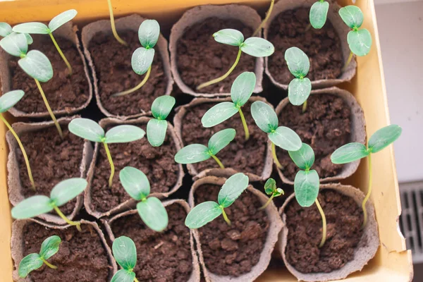 Jeunes Pousses Vertes Les Premiers Germes Herbe Semis Les Premières — Photo