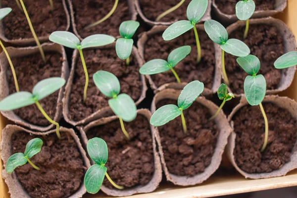 Brotes Verdes Jóvenes Los Primeros Brotes Hierba Plántulas Las Primeras — Foto de Stock