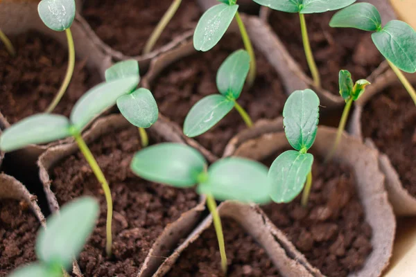 Brotes Verdes Jóvenes Los Primeros Brotes Hierba Plántulas Las Primeras — Foto de Stock