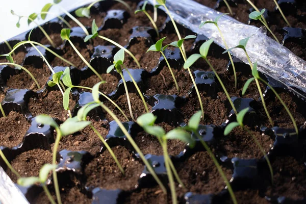 Brotes Verdes Jóvenes Los Primeros Brotes Hierba Plántulas Las Primeras — Foto de Stock