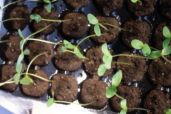 Jeunes Pousses Vertes Les Premiers Germes Herbe Semis Les Premières — Photo