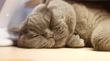 Gri kedi uyuyor. İngiliz kedisi kedi ağızlığı üretiyor. Büyük kedi gözleri. Tembel İngiliz kısa saç kedisi kanepede uyuyor..