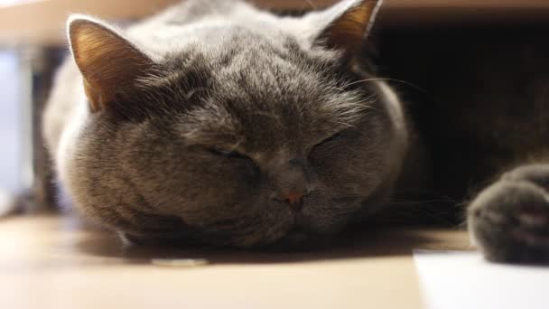 Gato Gris Está Durmiendo Británico Gato Crianza Gato Hocico Ojos — Vídeos de Stock