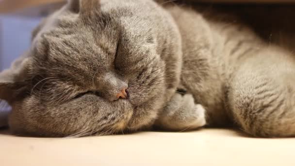 Šedá Kočka Spí Britská Kočka Chová Kočičí Tlamu Velké Kočičí — Stock video