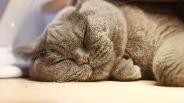 Gato Cinzento Está Dormindo Gato Britânico Raça Gato Focinho Olhos — Vídeo de Stock