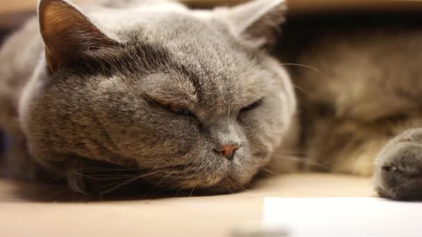 Gray Cat Sleeping British Cat Breed Cat Muzzle Big Cat — Stock Video