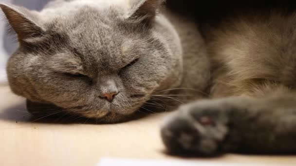 灰猫在睡觉 英国猫滋生猫嘴 大猫眼 懒惰的英国短发猫睡在沙发上 — 图库视频影像