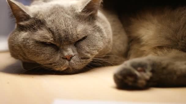 灰色の猫が寝てる イギリスの猫の品種猫の銃口 大きな猫の目 怠惰な英国の短い毛猫睡眠オンザカウチ — ストック動画