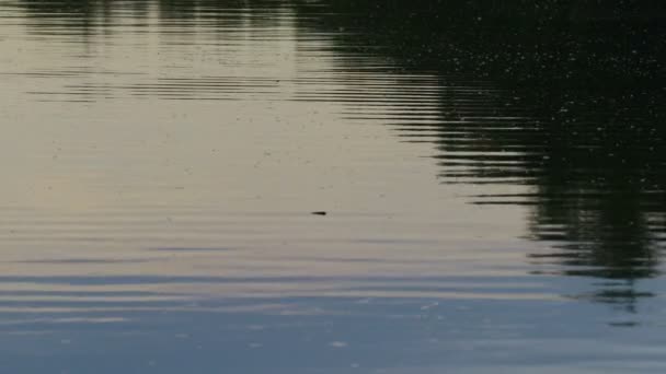 Deslumbramiento Reflejos Agua Cielo Refleja Agua Fondo Ondas Reflejos Refracciones — Vídeos de Stock