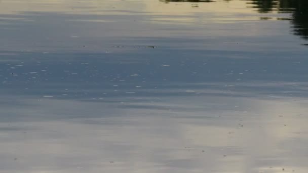 グレアと水面への反射 空は水の中に映し出されます クリーンで結晶性の水の中の波 屈折および抽象的な回折の背景 木は水の中に反射し — ストック動画