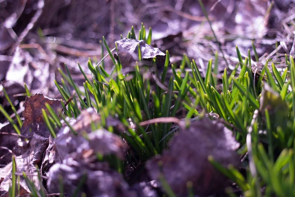 Первая Зеленая Трава Весной Первые Ростки Чеснока Растут Земли Зеленая — стоковое фото
