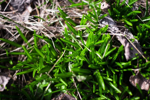 春に初の緑の草 地面から最初にニンニク芽が出ます 日当たりの良い草原の森の春の緑の草 — ストック写真