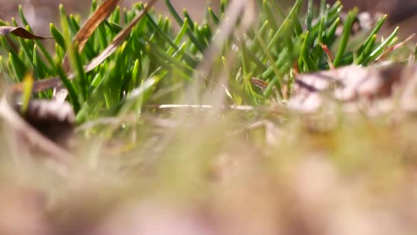 Первая Зеленая Трава Весной Первые Ростки Чеснока Растут Земли Зеленая — стоковое видео