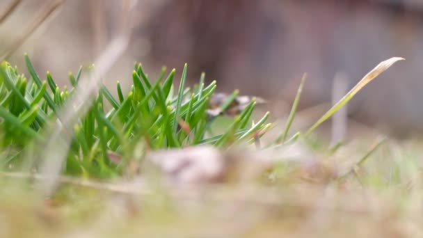 Första Grönt Gräs Våren Första Vitlöksgroddarna Kommer Från Marken Grönt — Stockvideo
