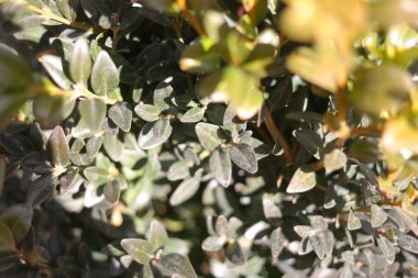 Boxwood yaprakları. Boxwood çalısı. Boxwood yapraklarının yeşil arka planı. Yeşil boxwood yaprakları. Kaldırımda yeşil bir boxwood çalısı..