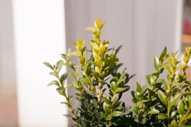 Boxwood yaprakları. Boxwood çalısı. Boxwood yapraklarının yeşil arka planı. Yeşil boxwood yaprakları. Kaldırımda yeşil bir boxwood çalısı..