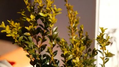 Boxwood yaprakları. Boxwood çalısı. Boxwood yapraklarının yeşil arka planı. Yeşil boxwood yaprakları. Kaldırımda yeşil bir boxwood çalısı..