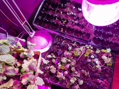 tohum ekimi. Çiçekler için phytolamp. Bitki örtüsü altında fidanlar. Salatalık filizleri. salatalık tohumu.