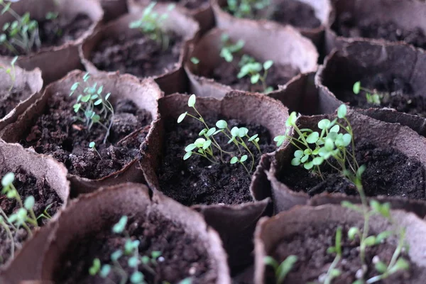 Palánták Első Tavaszi Forgatás Cserepes Növények Zöld Szárak Fiatal Hajtások — Stock Fotó