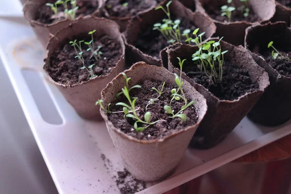 Plántulas Primeros Brotes Primavera Plantas Macetas Tallos Verdes Brotes Jóvenes — Foto de Stock