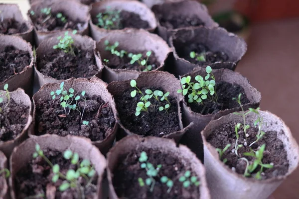 Semis Premières Pousses Printemps Plantes Pots Tiges Vertes Jeunes Pousses — Photo