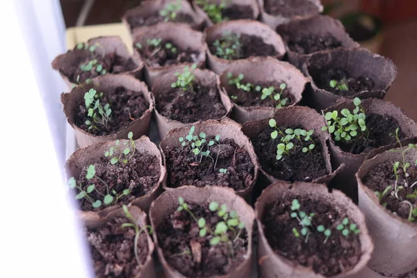 Plántulas Primeros Brotes Primavera Plantas Macetas Tallos Verdes Brotes Jóvenes — Foto de Stock