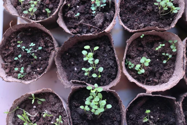 Semis Premières Pousses Printemps Plantes Pots Tiges Vertes Jeunes Pousses — Photo