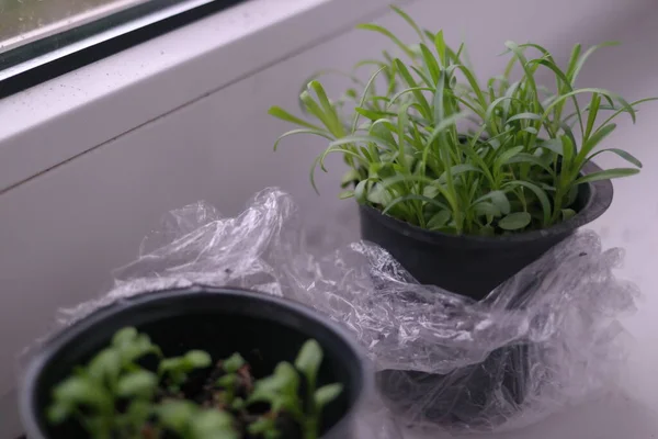 Plântulas Primeiros Brotos Primavera Plantas Vasos Caules Verdes Tiros Jovens — Fotografia de Stock