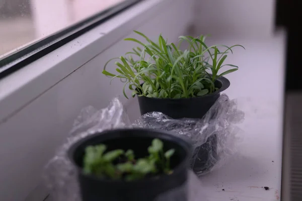 Semis Premières Pousses Printemps Plantes Pots Tiges Vertes Jeunes Pousses — Photo