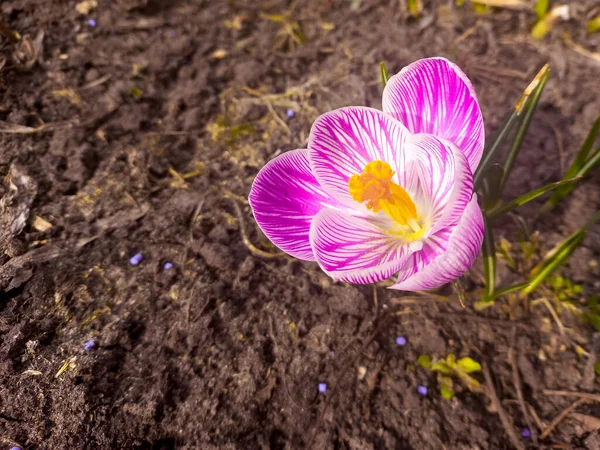 Saffran Stor Saffranblomma Pissar Och Uthållighet Blomblad Delikat Blomma Stora — Stockfoto