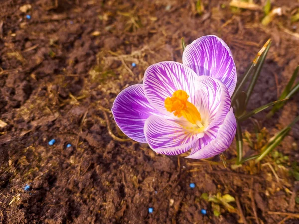 saffron. large saffron flower. pistils and stamens. flower petals. delicate flower. large blue petals. orange pistil.