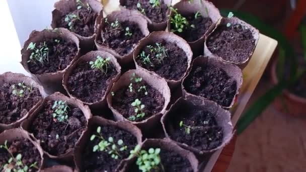 Seedling First Spring Shoots Plants Pots Green Stems Young Shoots — Stock Video