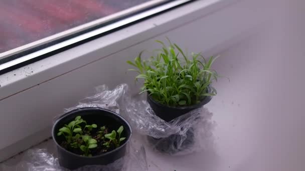 Zaailing Eerste Lentescheuten Planten Potten Groene Stengels Jonge Scheuten Dun — Stockvideo