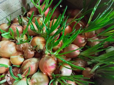 Yeşil soğan. Soğan filizi. Soğan tüyleri.