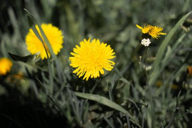 Karahindiba tarlası. Güzel yaz çiçekleri. sarı ve beyaz karahindibalar.
