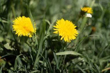 Karahindiba tarlası. Güzel yaz çiçekleri. sarı ve beyaz karahindibalar.